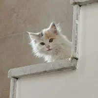 گربه خانگی|گربه|یزد, |دیوار