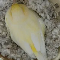 ماده قناری سوپر طلایی آماده جفتی سهره و قناری