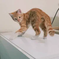 بچه گربه نارنجی DSH ۳ ماهه