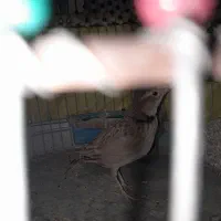 دوعددسهره قناری