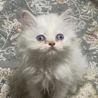 بریتیش سفید چشم آبی