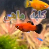 آکواریوم/پمپ هوا/هکلی آلبینو/خوراک ماهی/پمپ هوا