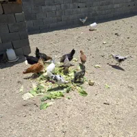 مرغ وخروس