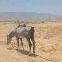 اسب|اسب و تجهیزات اسبسواری|شیبکوه (فارس), |دیوار