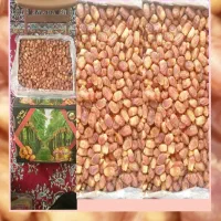 خرمای زاهدی ((درجه1))