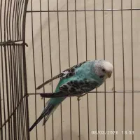 سه عدد مرغ عشق تازه‌بالغ