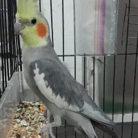 عروس هلندی نر