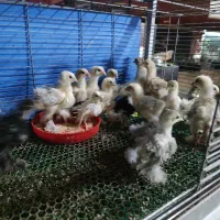 انواع مرغ و خروس زینتی