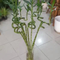 گل بامبو