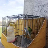 مرغ عشق با قفس