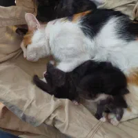 گربه
