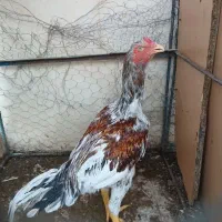 مرغ خروس لاری اصیل