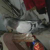 کبوترسبزگچی