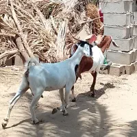 دوتا بز مال داری