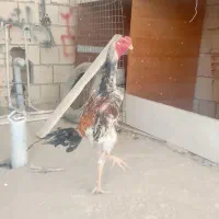 جوجه خروس لاری اوشامو معاوضه با انگشتر نقره