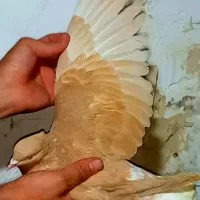 هفرنگ ..