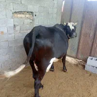 گاو به همراه گوساله