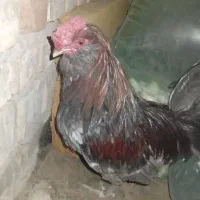 خروس نژاد‌ دار