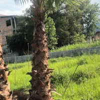 فروش پالم
