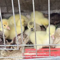 جوجه ۲۵ روزه ارزانتر از بازار
