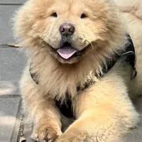 چاوچاو