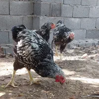 ویاندونت و برهما