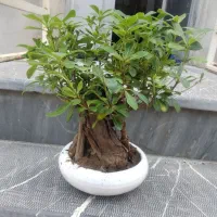 گلهای مختلف و ساکولنت