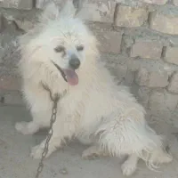 سگ پامر نر پاکوتاه گوش سیخ