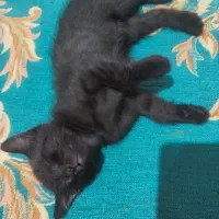 واگذاری بچه گربه سیاه