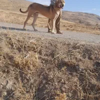 طوله سرابی ۱۰ماهه