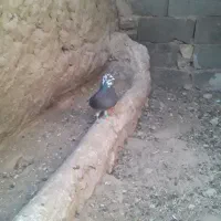 ماده