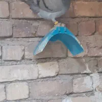 پلاکی