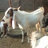 نری گلابی
