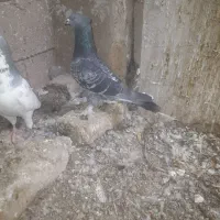 کبوتر|پرنده|ارسنجان, |دیوار