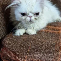 گربه پرشین