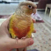 گرینچیک گیرینچیک گمشده