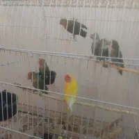 طوطی برزیلی فامنین