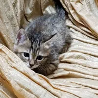 گربه|گربه|خرم‌آباد, |دیوار