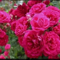 گل محمدی با عطر