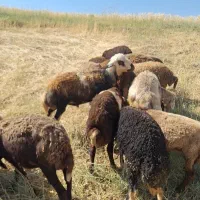 بره قوچ پلنگی