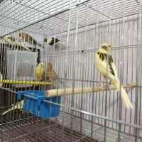 فروش قناری های جوان و زیبا