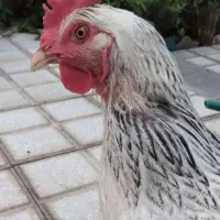 فروش مرغ تخم گذار