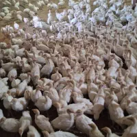 بوقلمون بیوتی ۶ و برنز و راس ۳۰۸