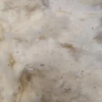 پنبه
