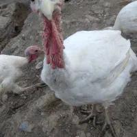 بوقلمون گوشتی