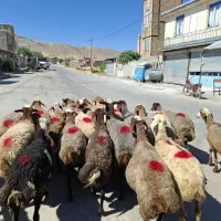 تعداد 24راس گوسفند آبستن سنگین و شیره دار