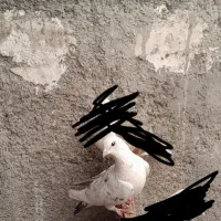 کبوتر ماده مست