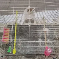 جفت فنچ