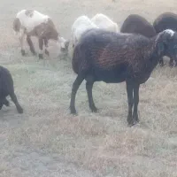 فروش گوسفند بره دار