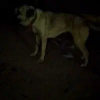 جفت‌سگ‌نروماده‌گله‌ای